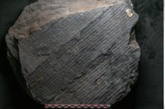 Foto (Detailansicht) von Syringodendron cyclostigma Brongniart (NHMW-GEO-2024-0188-11244)